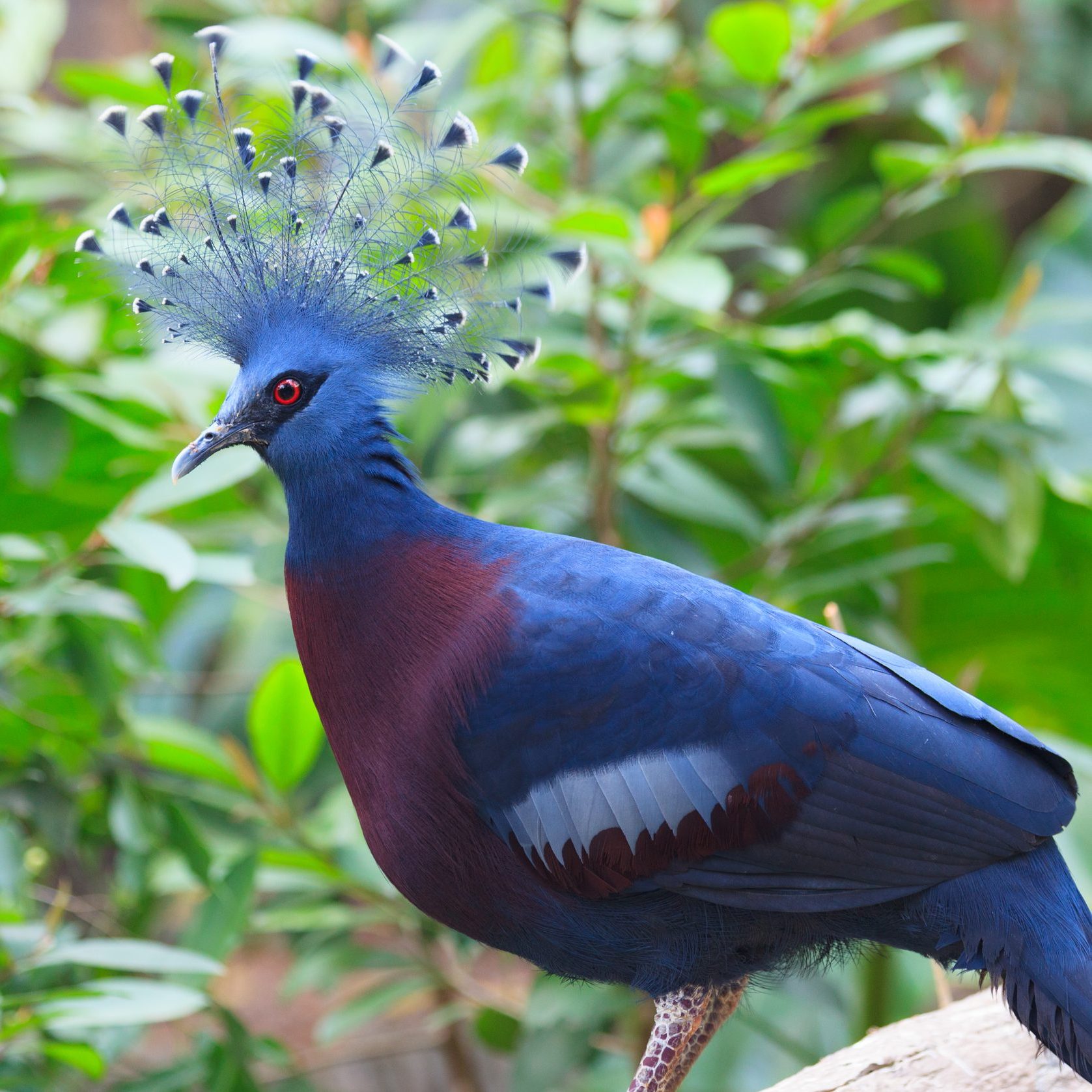 Victoria Crowned Pigeon perched on a branch