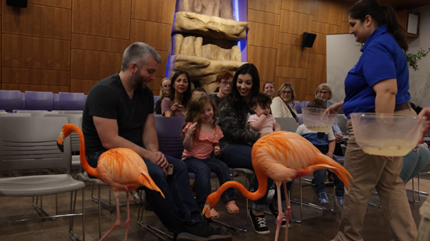 American Flamingos walking close by to a group of people sitting down