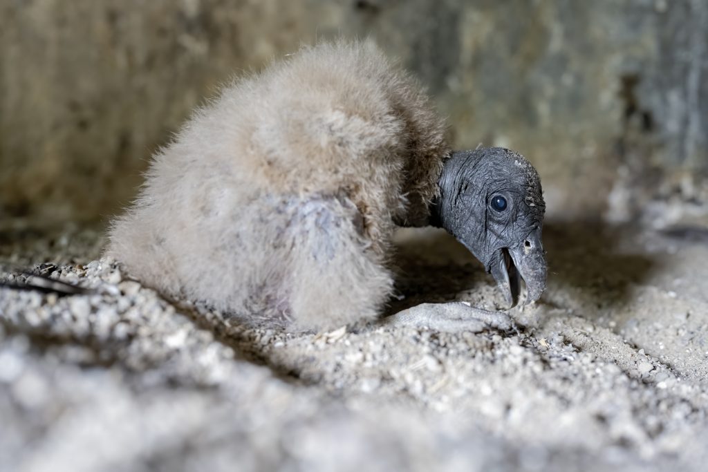 Female Andean Condor chick