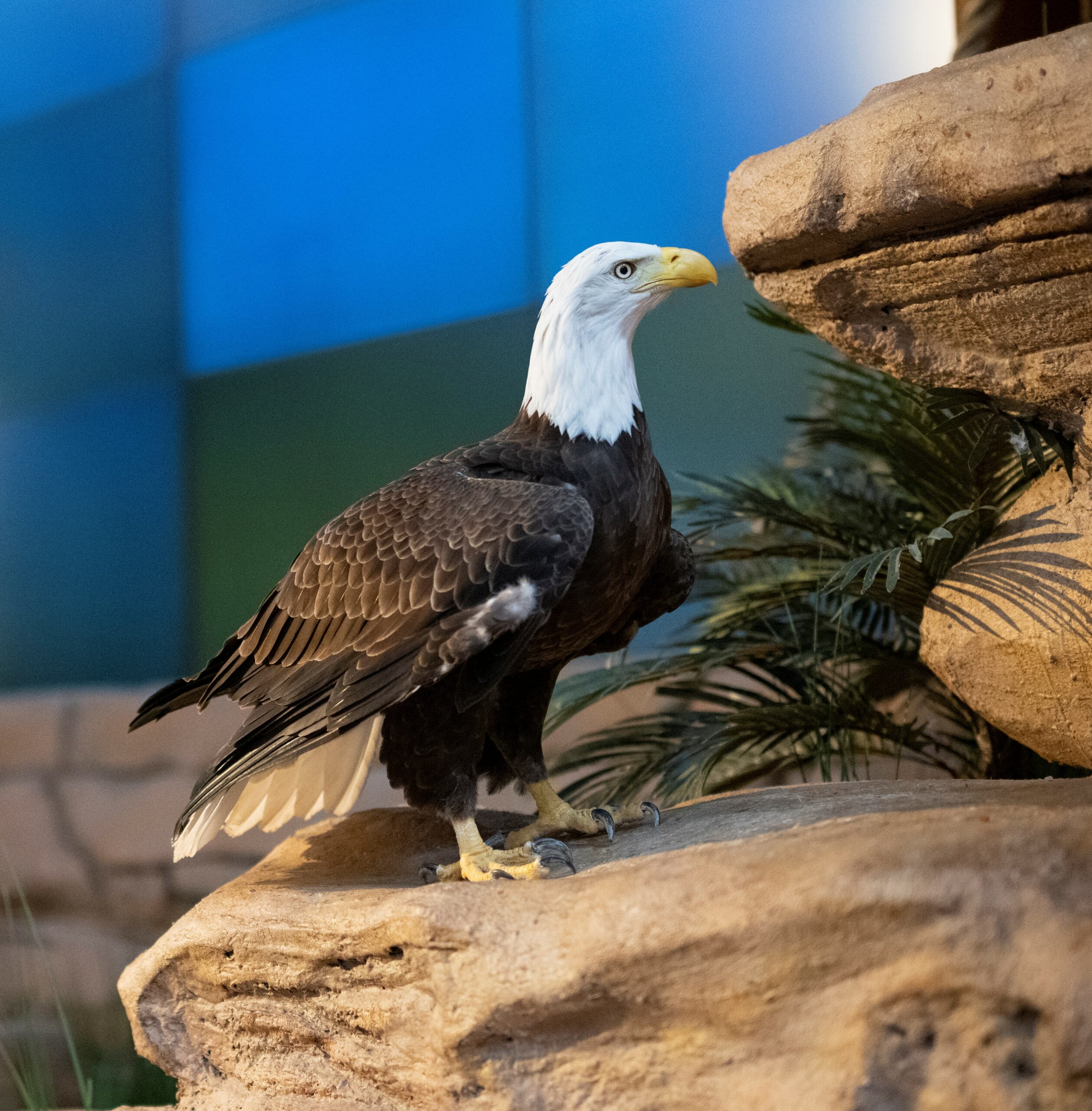 A Bald Eagle perched on a rock during the National Aviary's Immersive Bird Show!