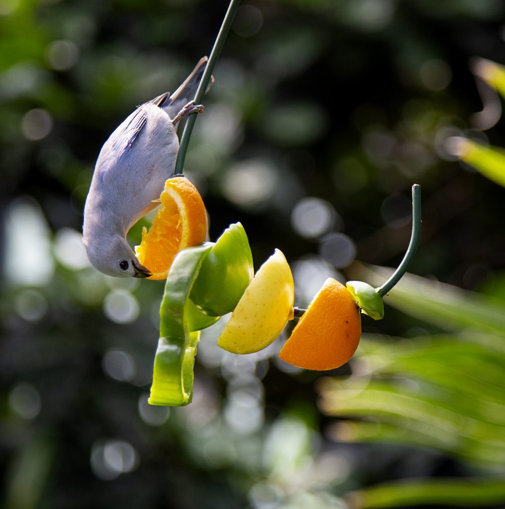 Ble-grey Tanager perched on fruit skewer