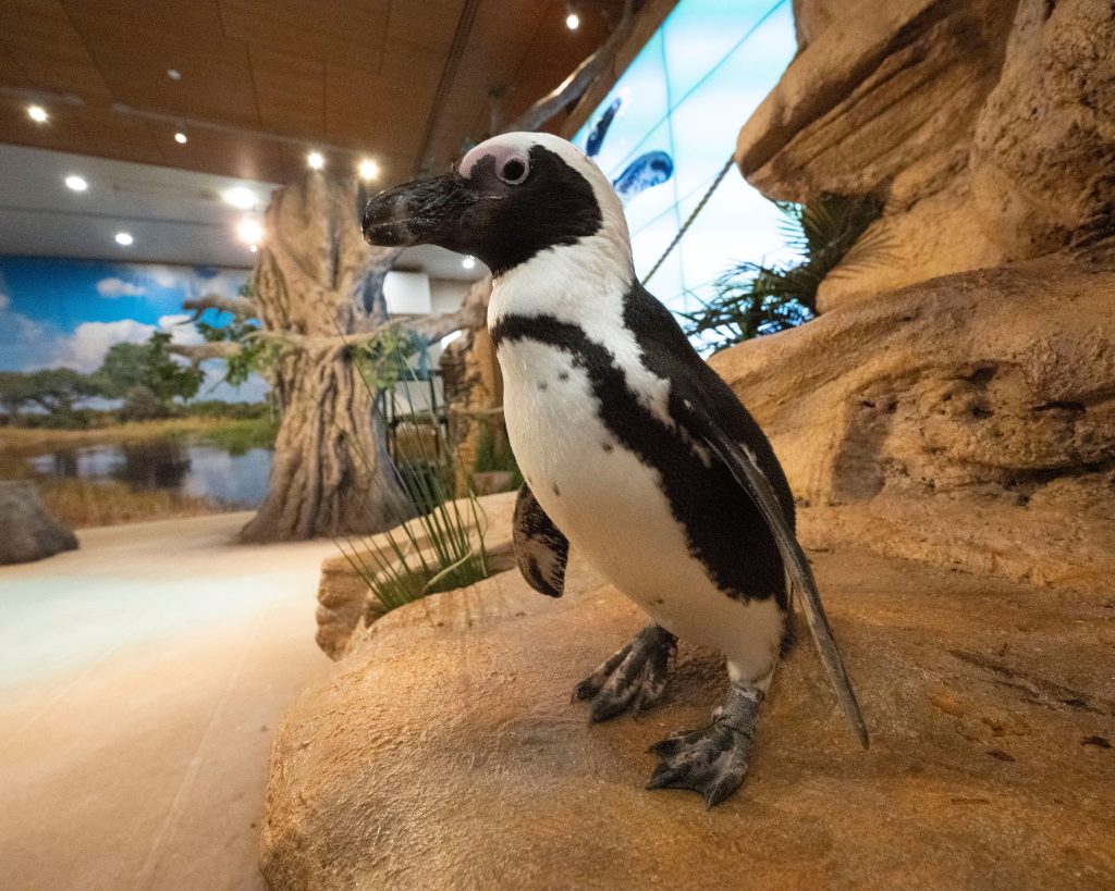 An African Penguin standing on a rock in the National Aviary's theater