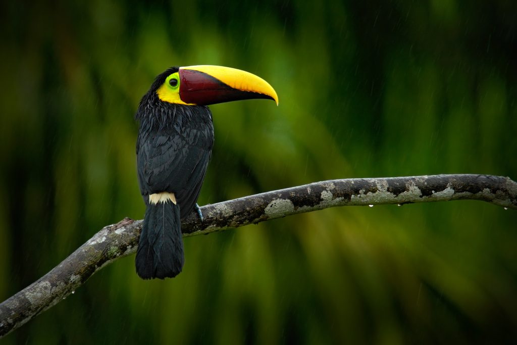 A Chestnut-mandibled Toucan perched on a branch