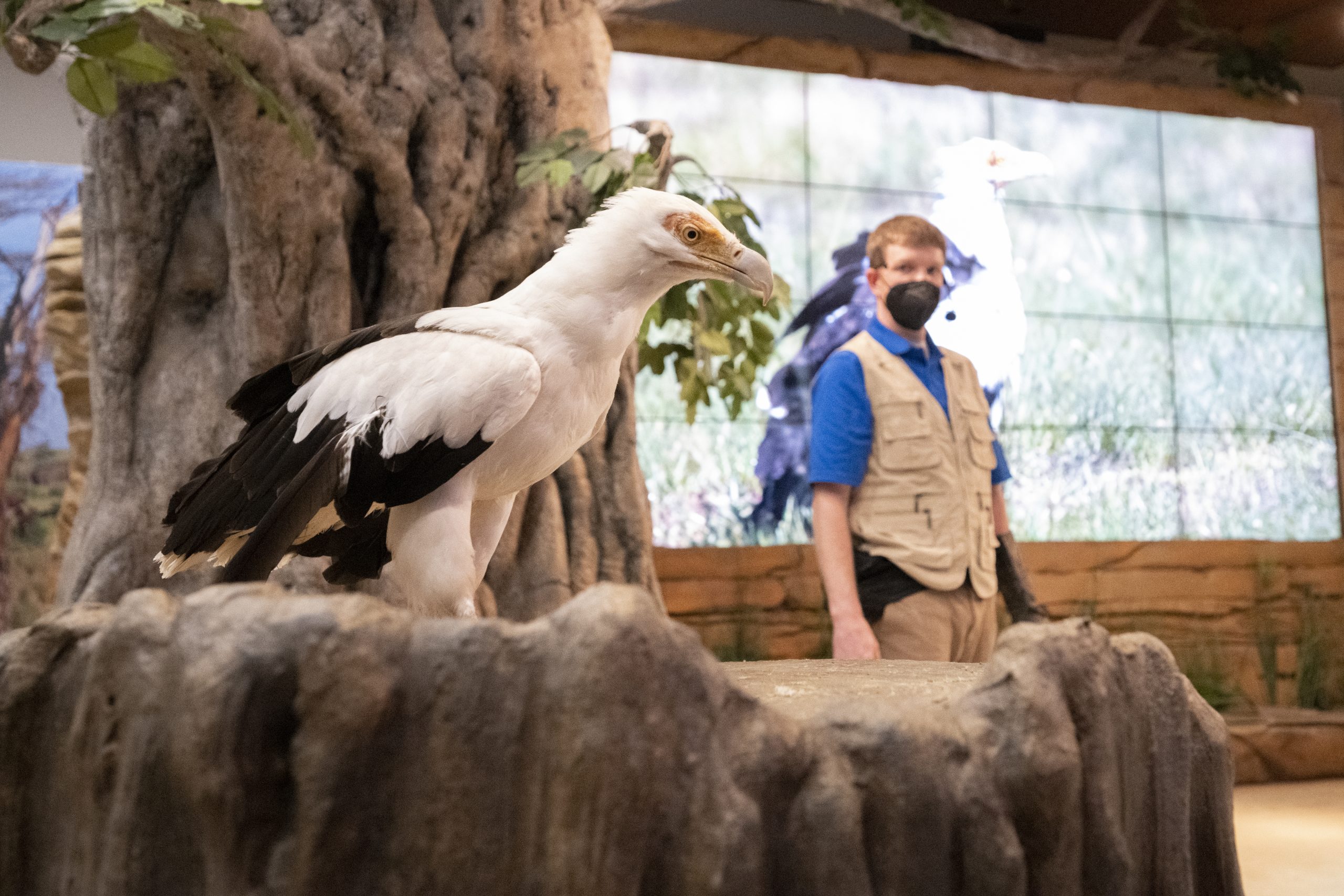 A Palm-nut Vulture perched on a stump with a National Aviary employee in the background