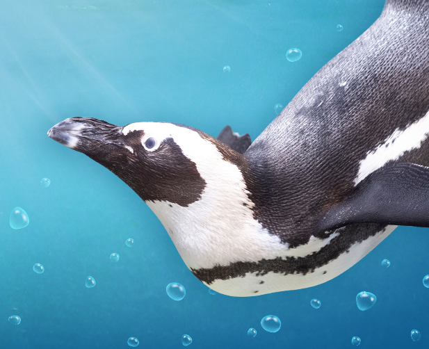 Illustration of African Penguin swimming