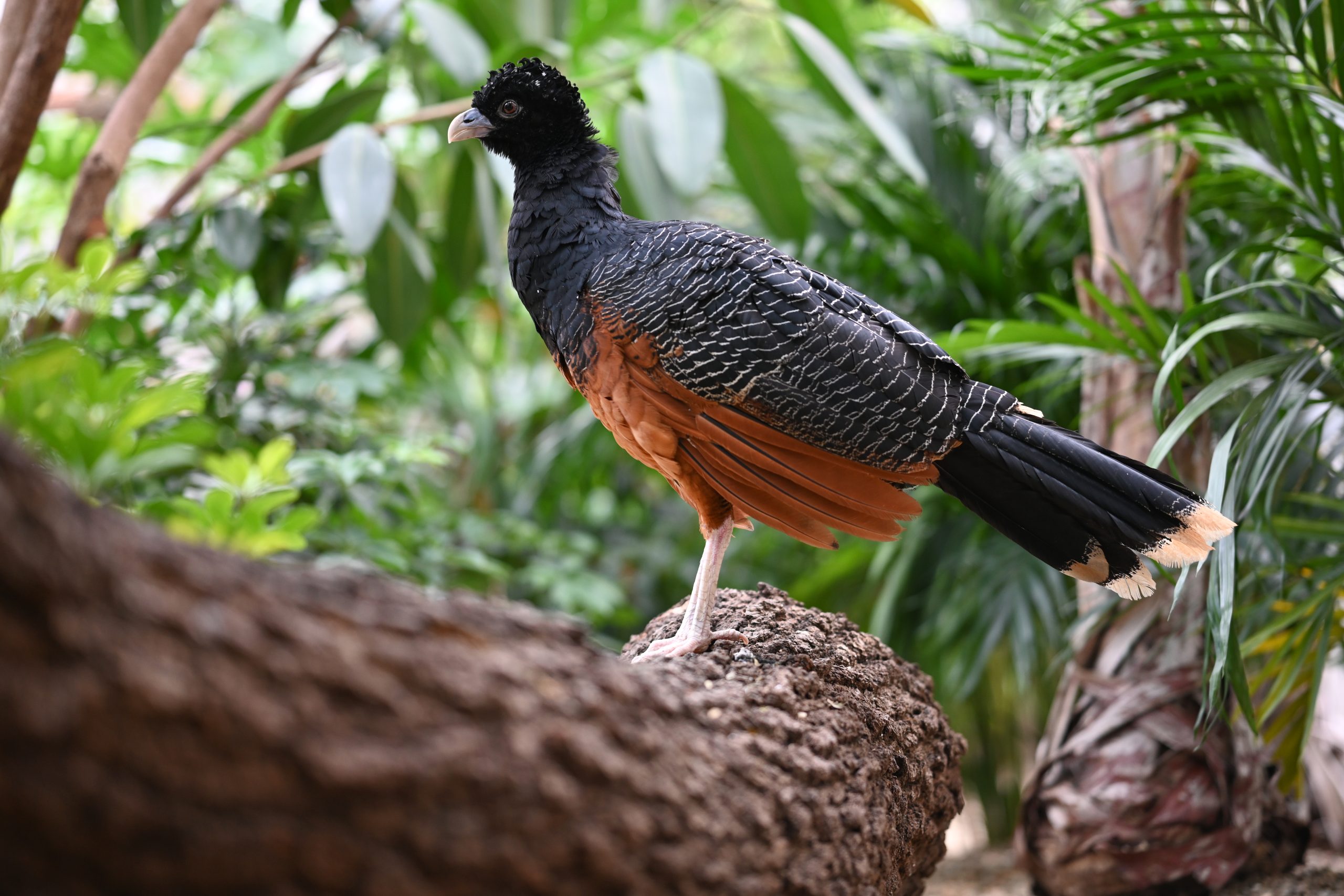 Blue-billed Curassow perched in the Wetlands