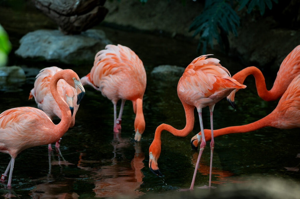 Six flamingos wade in water