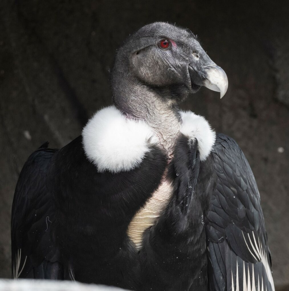 andean condor lianni