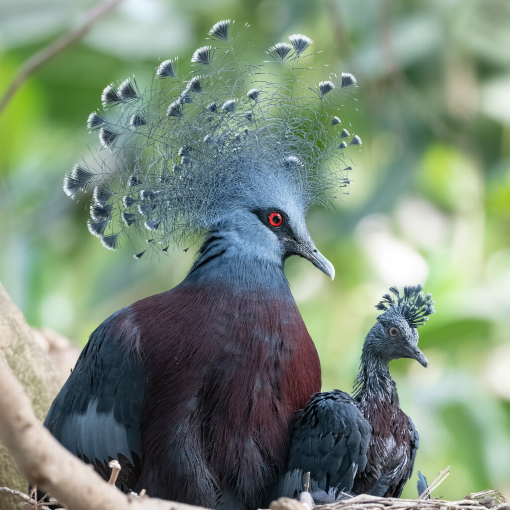 Victoria Crowned Pigeon in the nest with a chick