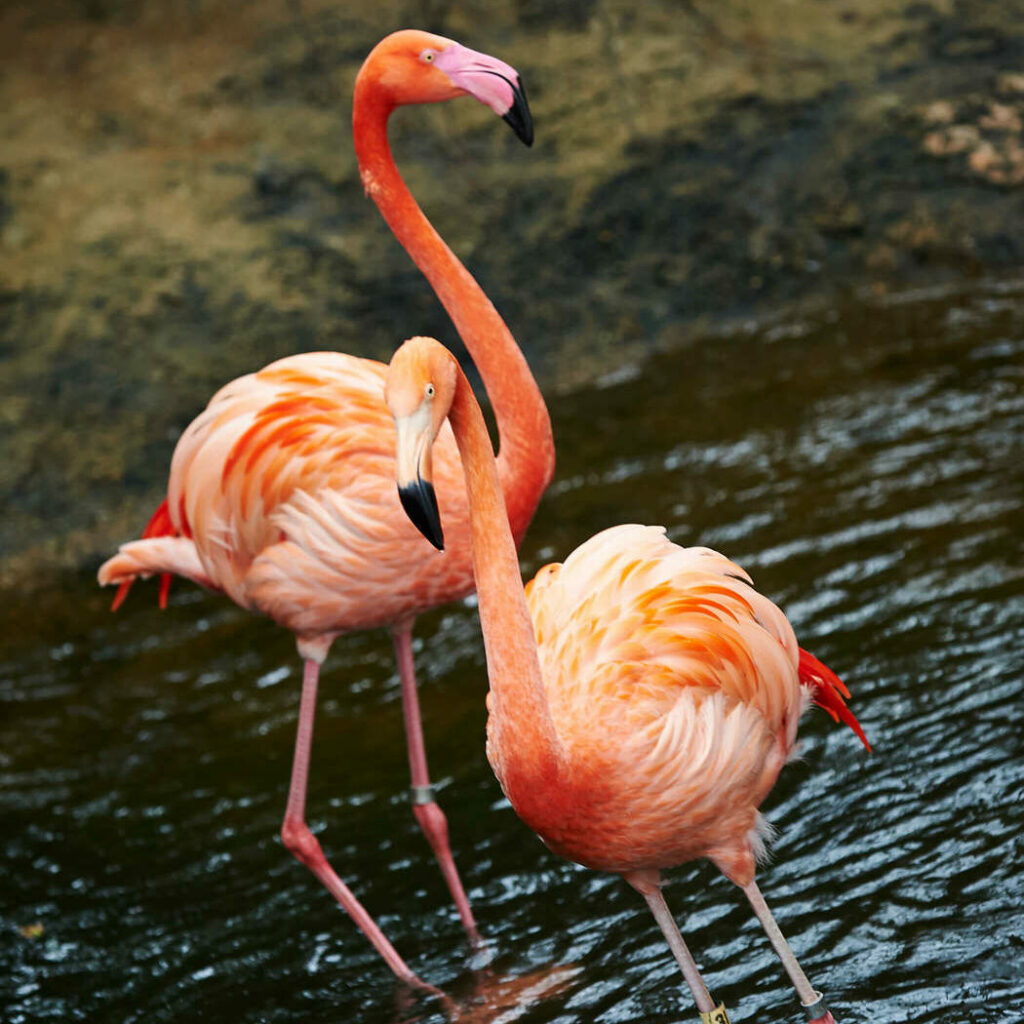 Two American Flamingos standing in water