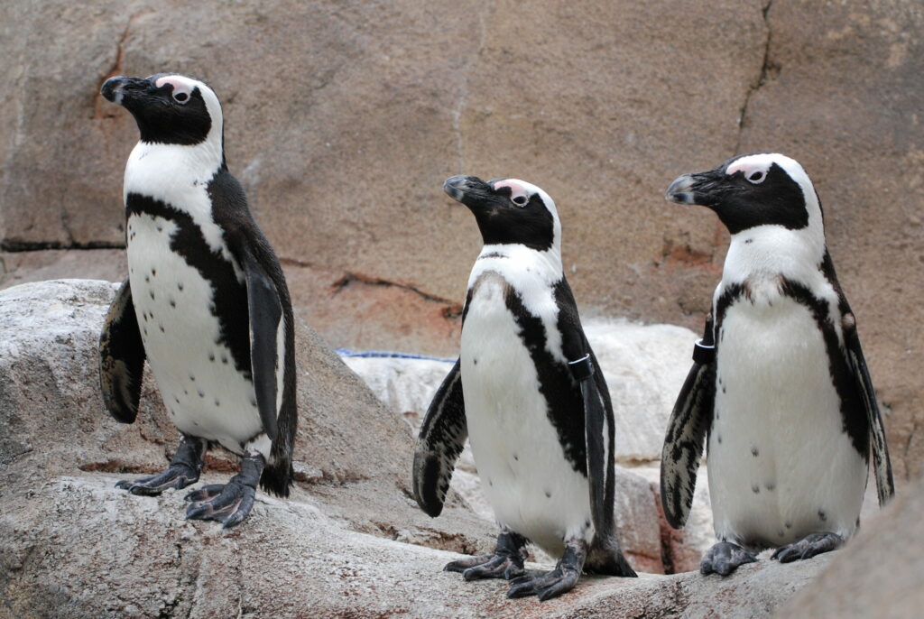 Three African Penguins standing on a rock structure