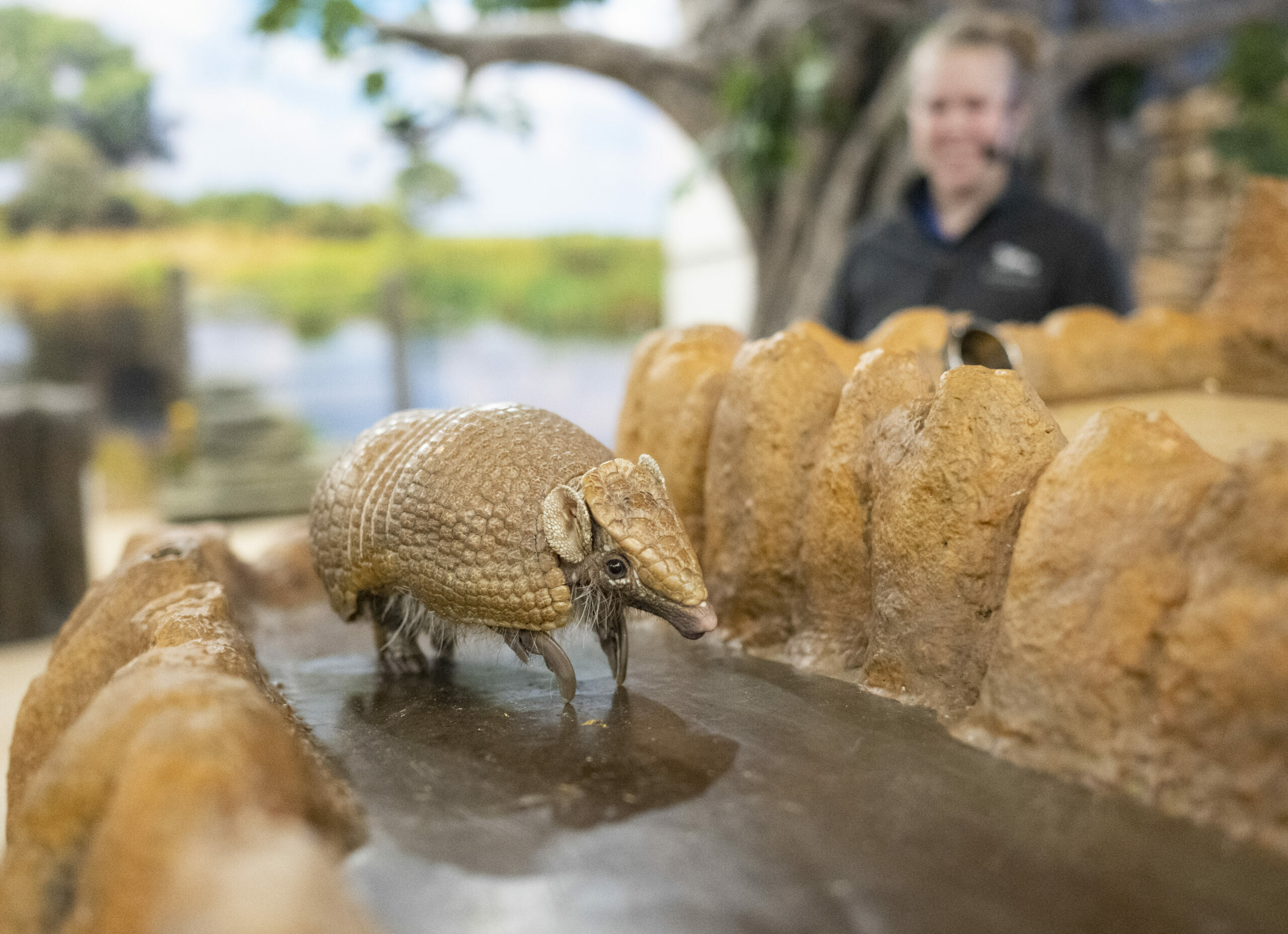 Southern Three-banded Armadillo walks along termite mound