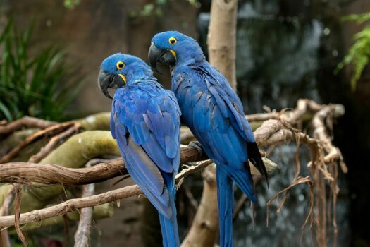Two Hyacinth Macaws perched on a branch in front of the waterfall in the Tropical Rainforest at the National Aviary