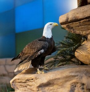 A Bald Eagle perches on rocks in the National Aviary's theater