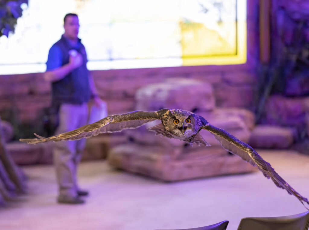 Habitat Heroes Presented by AAA Travel, an immersive bird show at the National Aviary featuring an in-flight Eurasian Eagle-Owl.