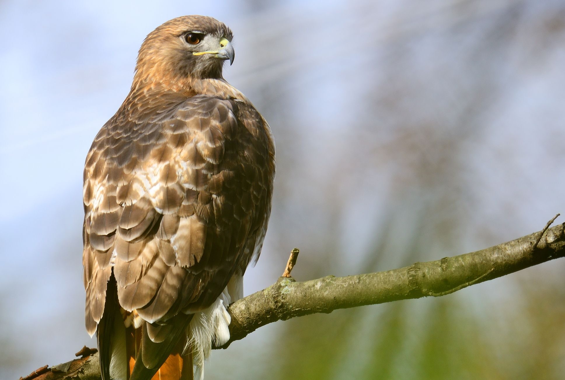 Red-tailed Hawk resting on a tree branch 