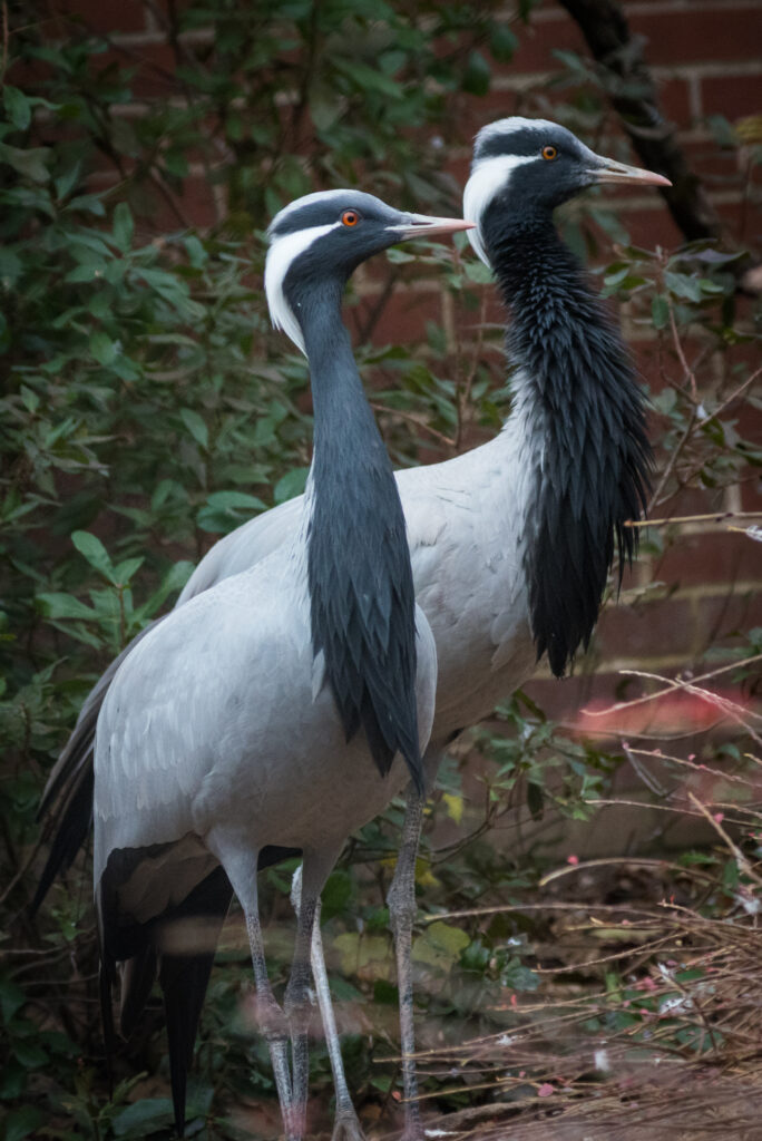 Demoiselle Crane adults, Niles and Daphne standing side by side in their Condor Court home.