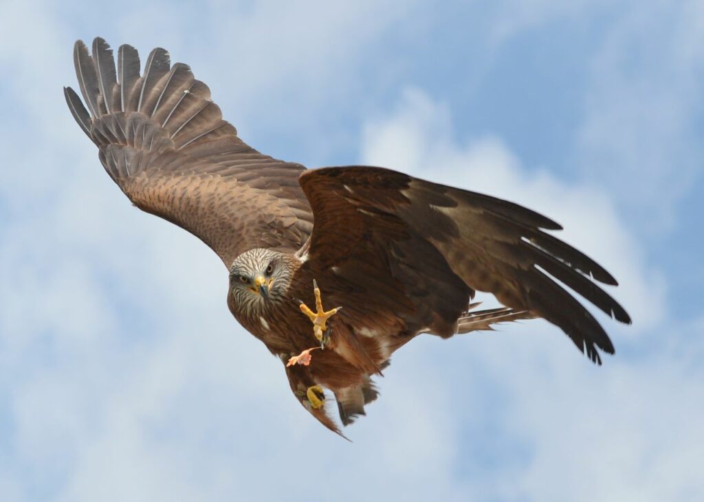 A Black Kite flying through the sky at the National Aviary