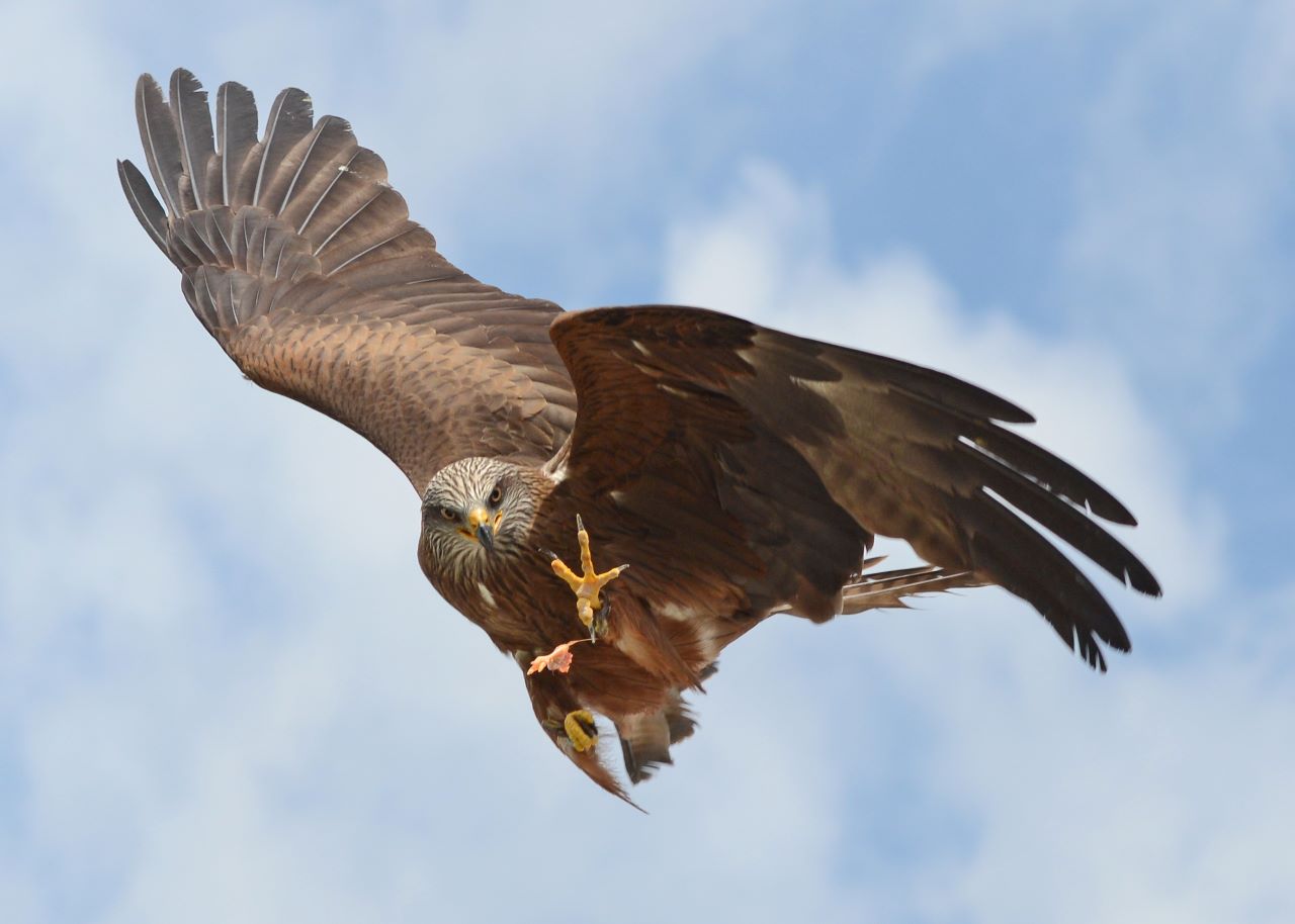 A Black Kite flying through the sky at the National Aviary