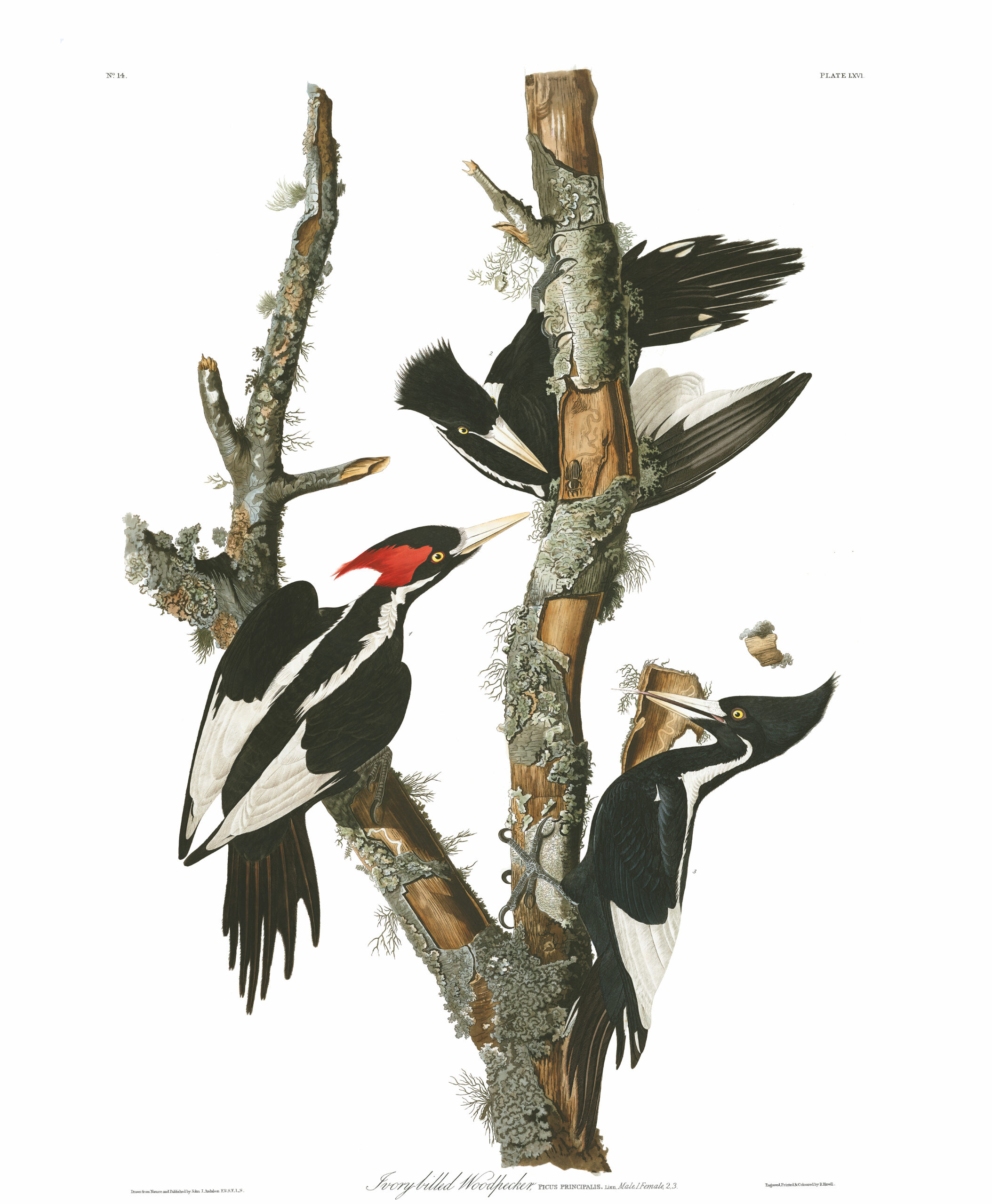 Ivory-bill Woodpecker rendering