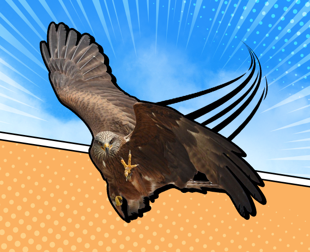 A Black Kite catching food mid air during SkyDeck at the National Aviary.