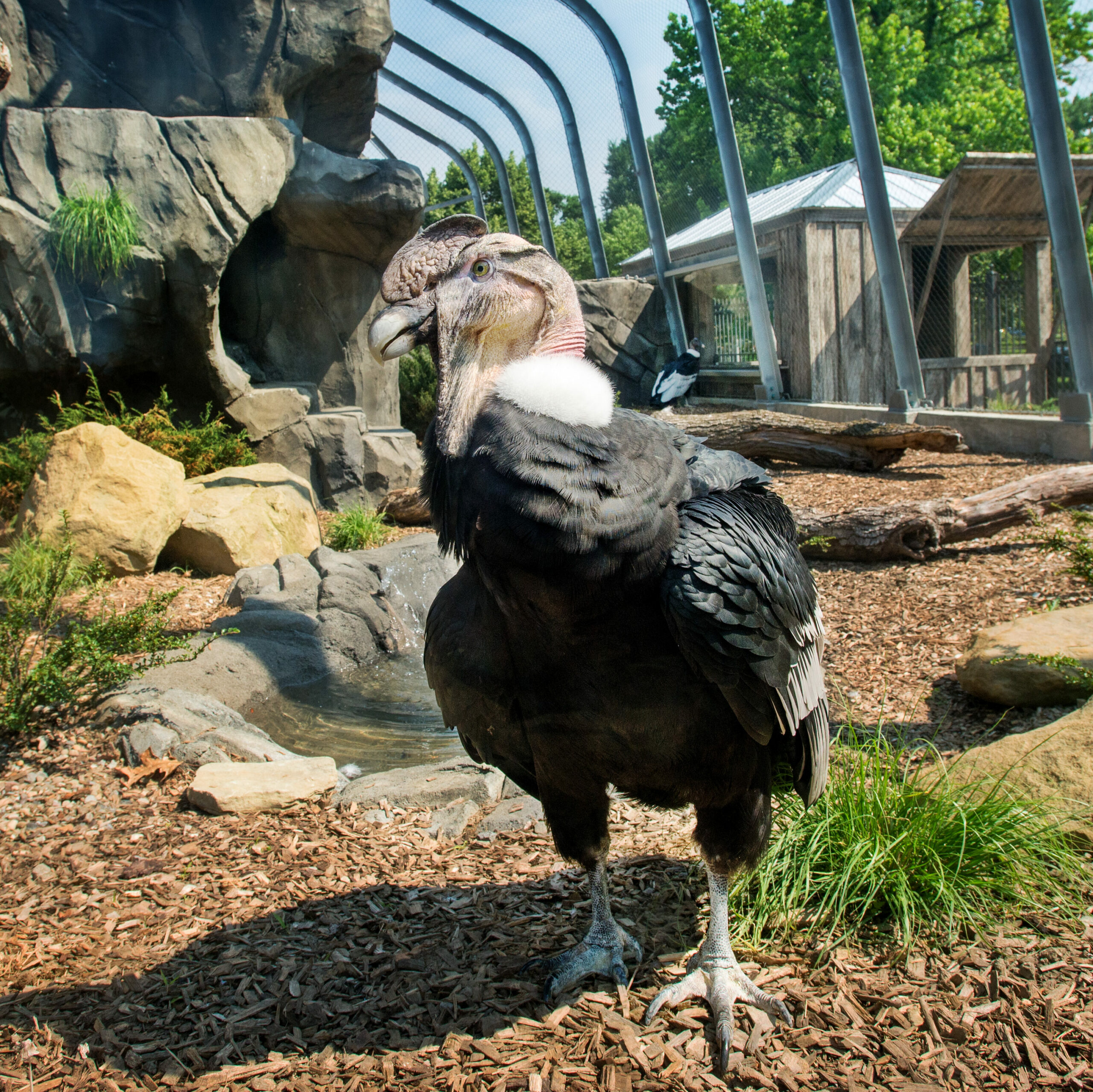 An Andean Condor inside the condor habitat in Condor Court at the National Aviary