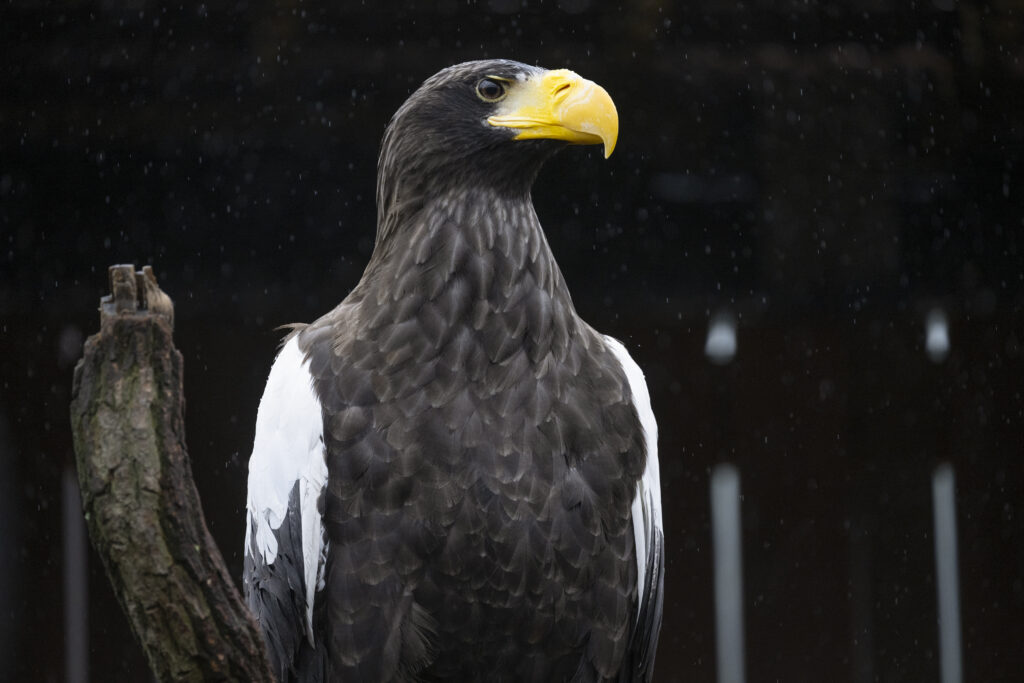 Female Steller's Sea Eagle at the National Aviary