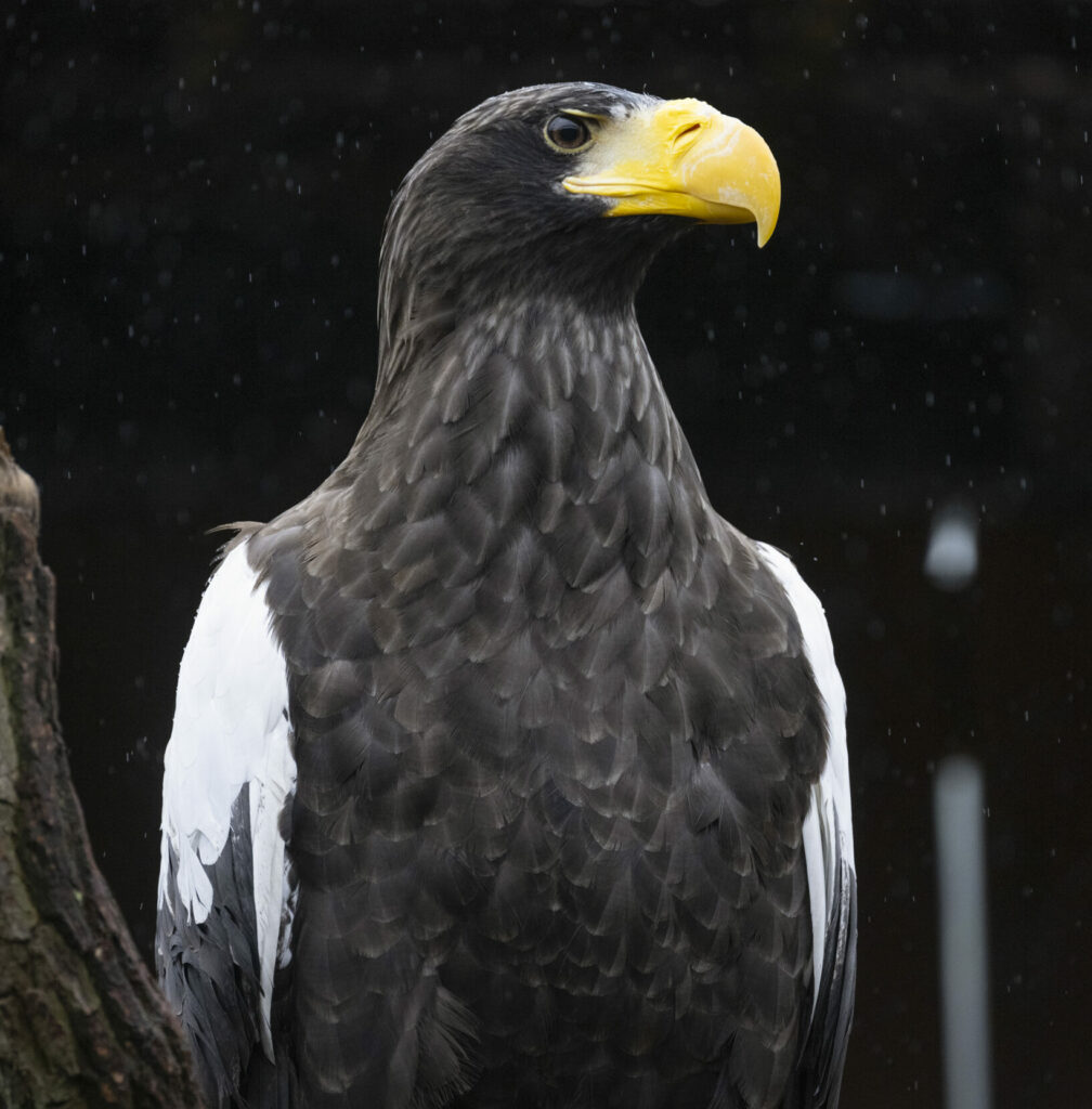 Female Steller's Sea Eagle at the National Aviary