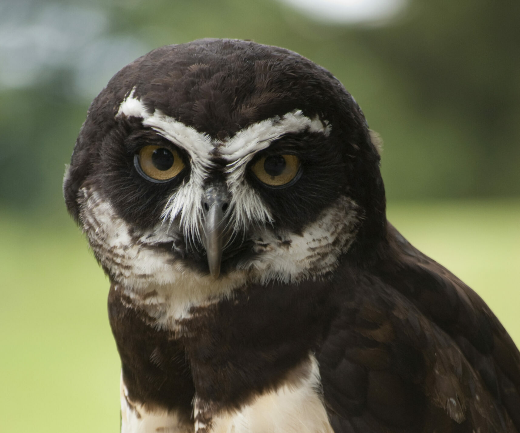 Speckled Owl