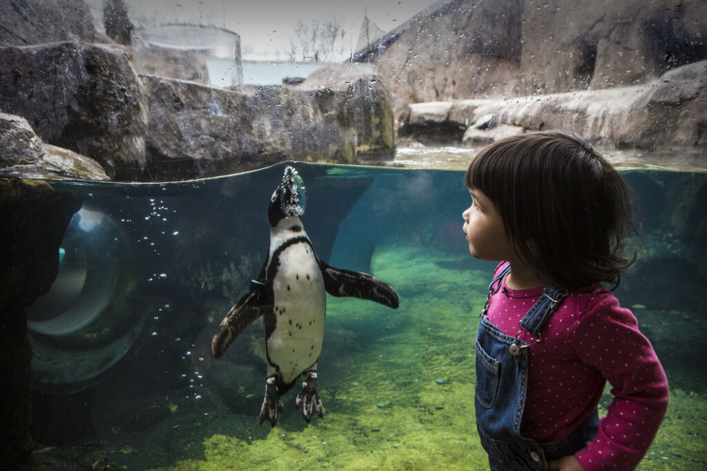 African Penguin Awareness Day