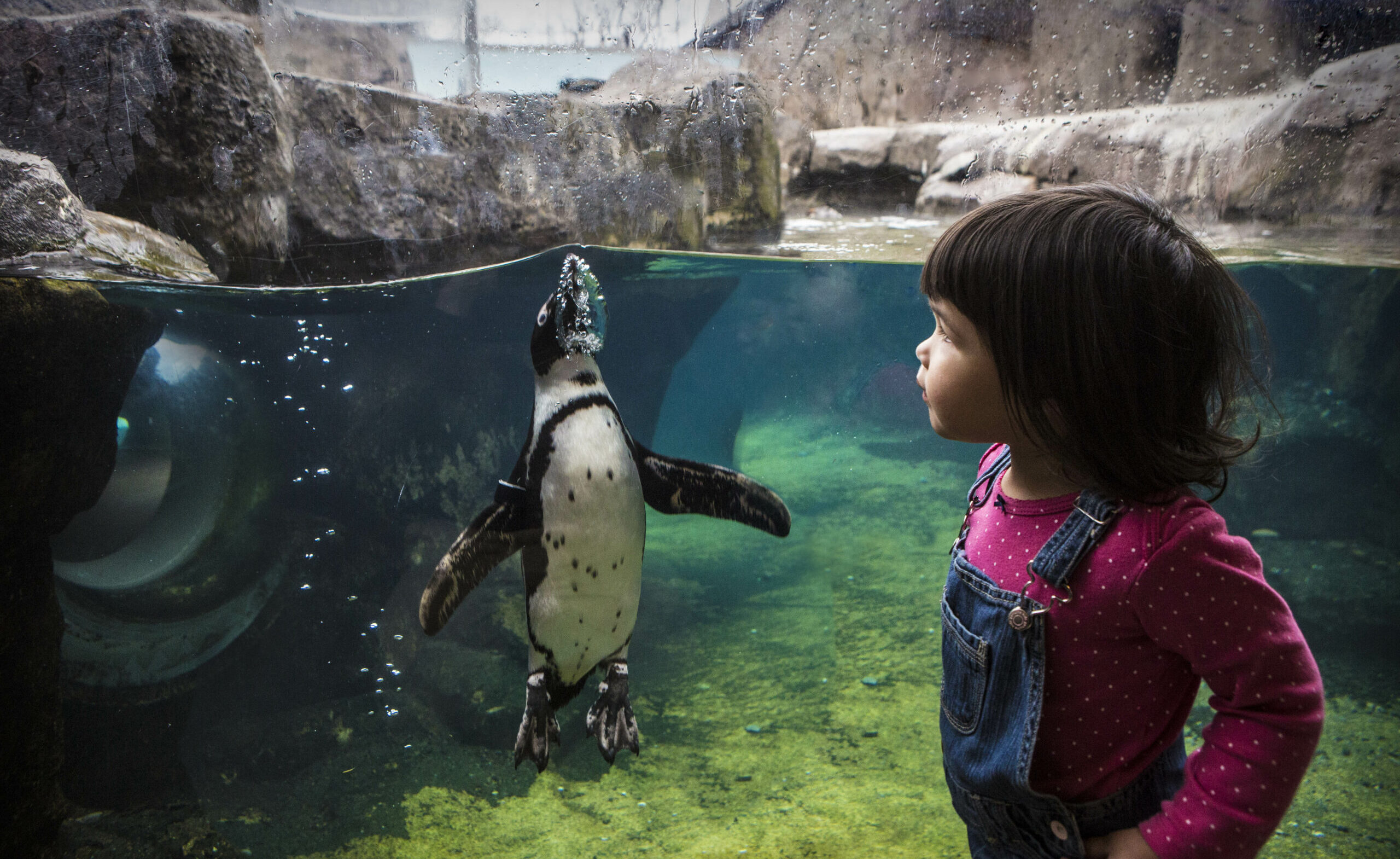 African Penguin Awareness Day