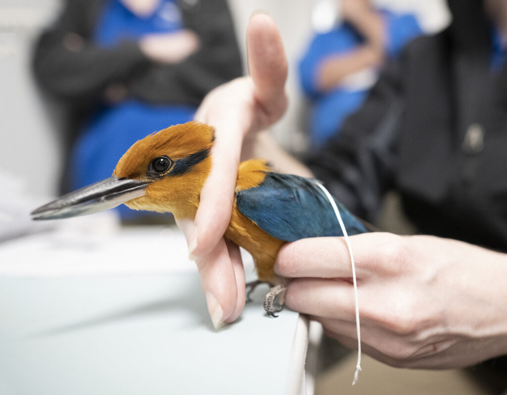A Guam Kingfisher having a GPS tracking harness gently put on it as part of a critical study to save this species.