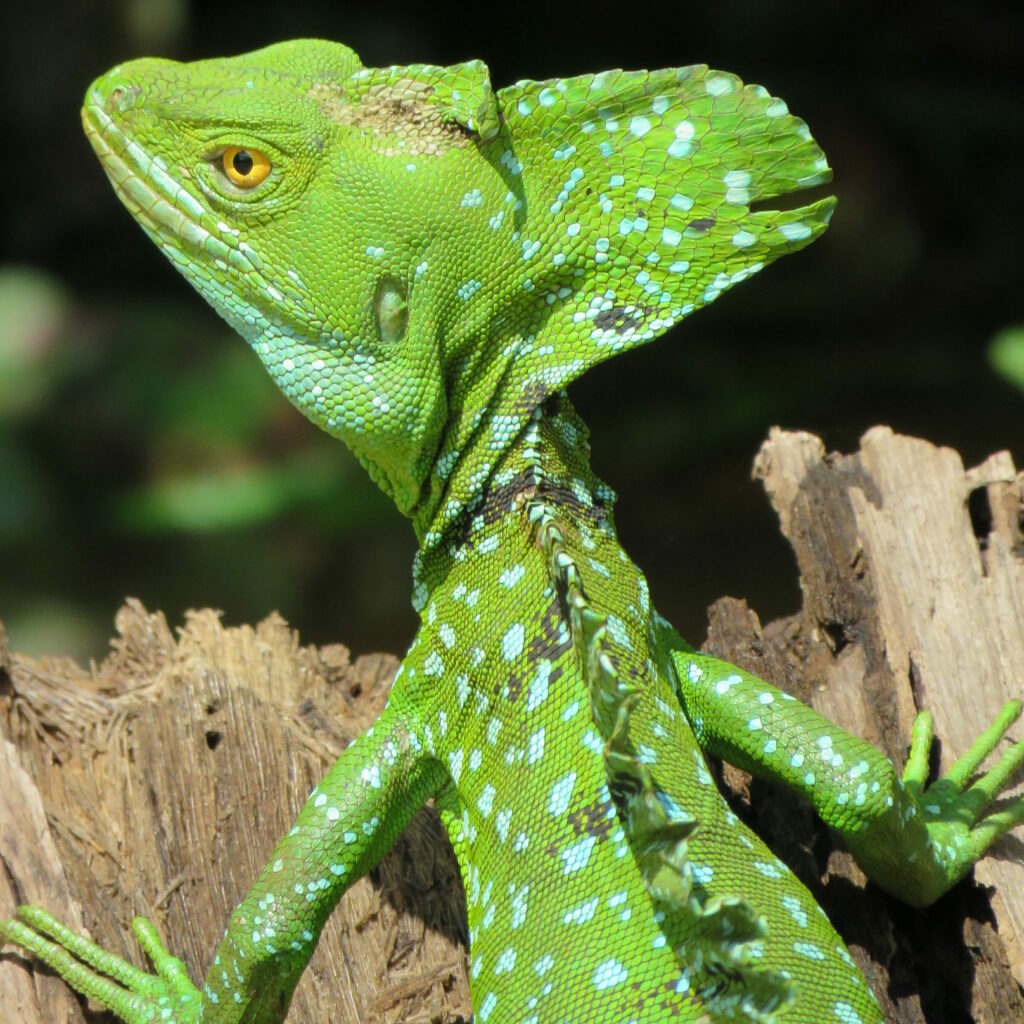 Basilisk Lizard on a log in Costa Rica, taken by Dr. Pilar Fish