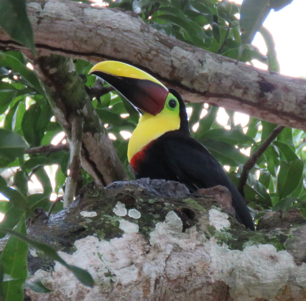 Black-mandibled Toucan in a tree in Costa Rica, taken by Dr. Pilar Fish