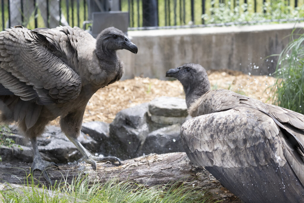 Andean Condor juvenile females, Marijo and Illimani at the National Aviary