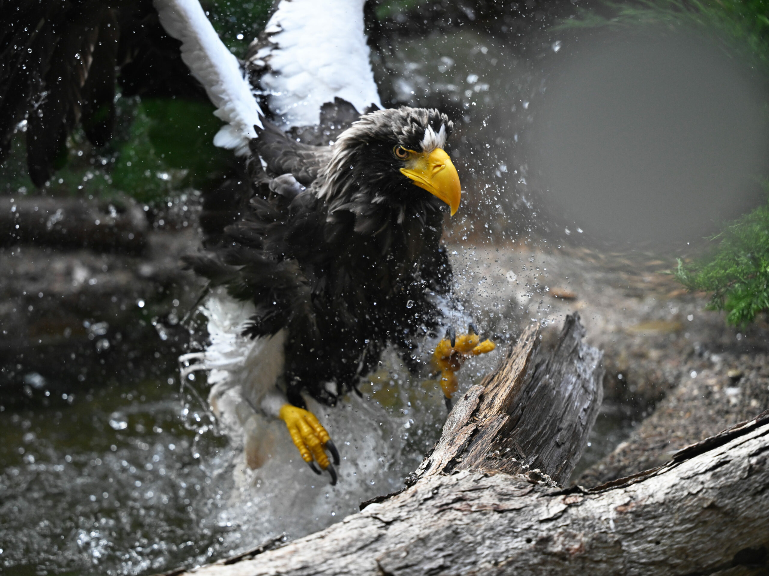 Steller's Sea Eagle taking a bath