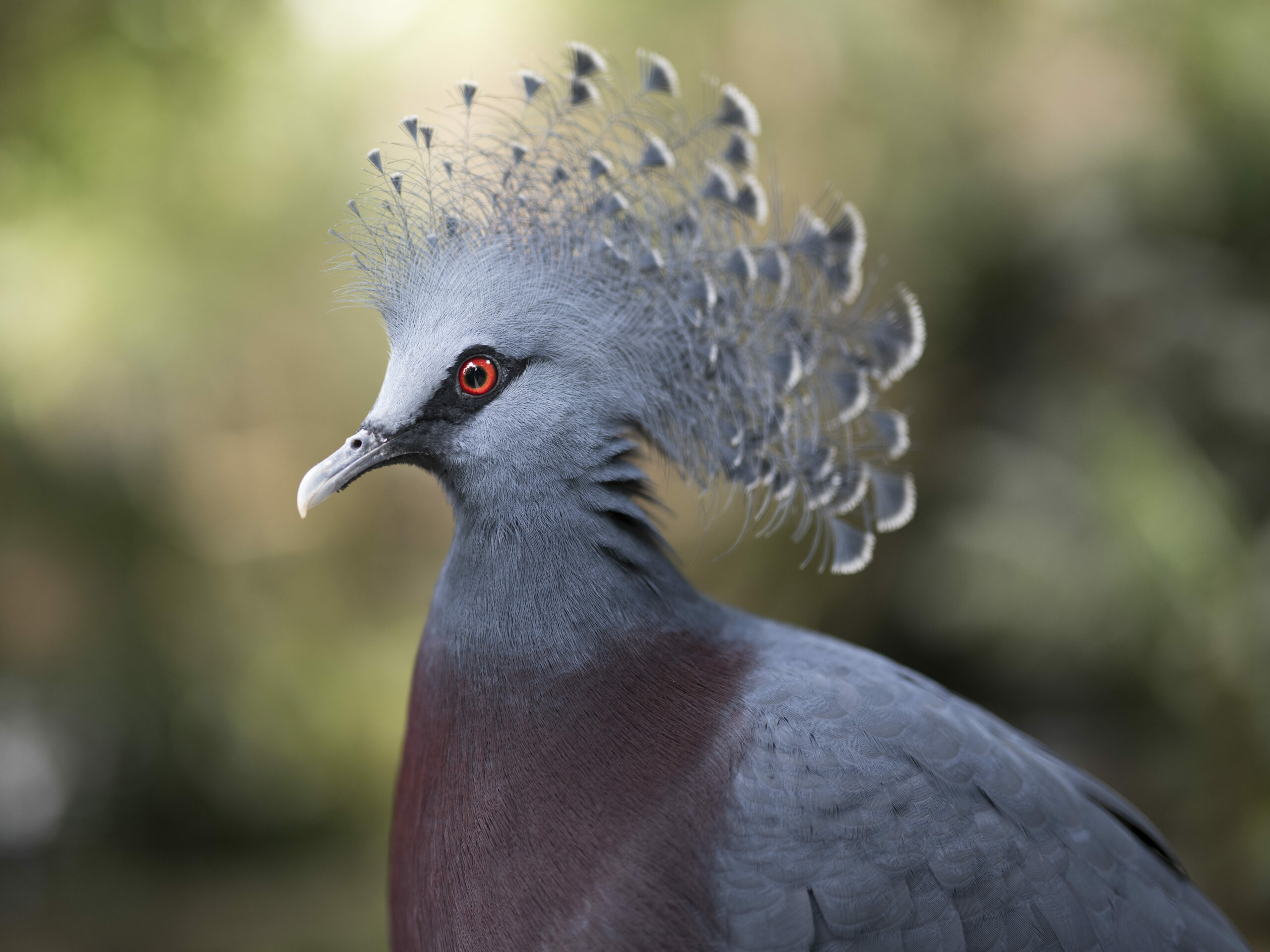Headshot of a Victoria Crowned Pigeon