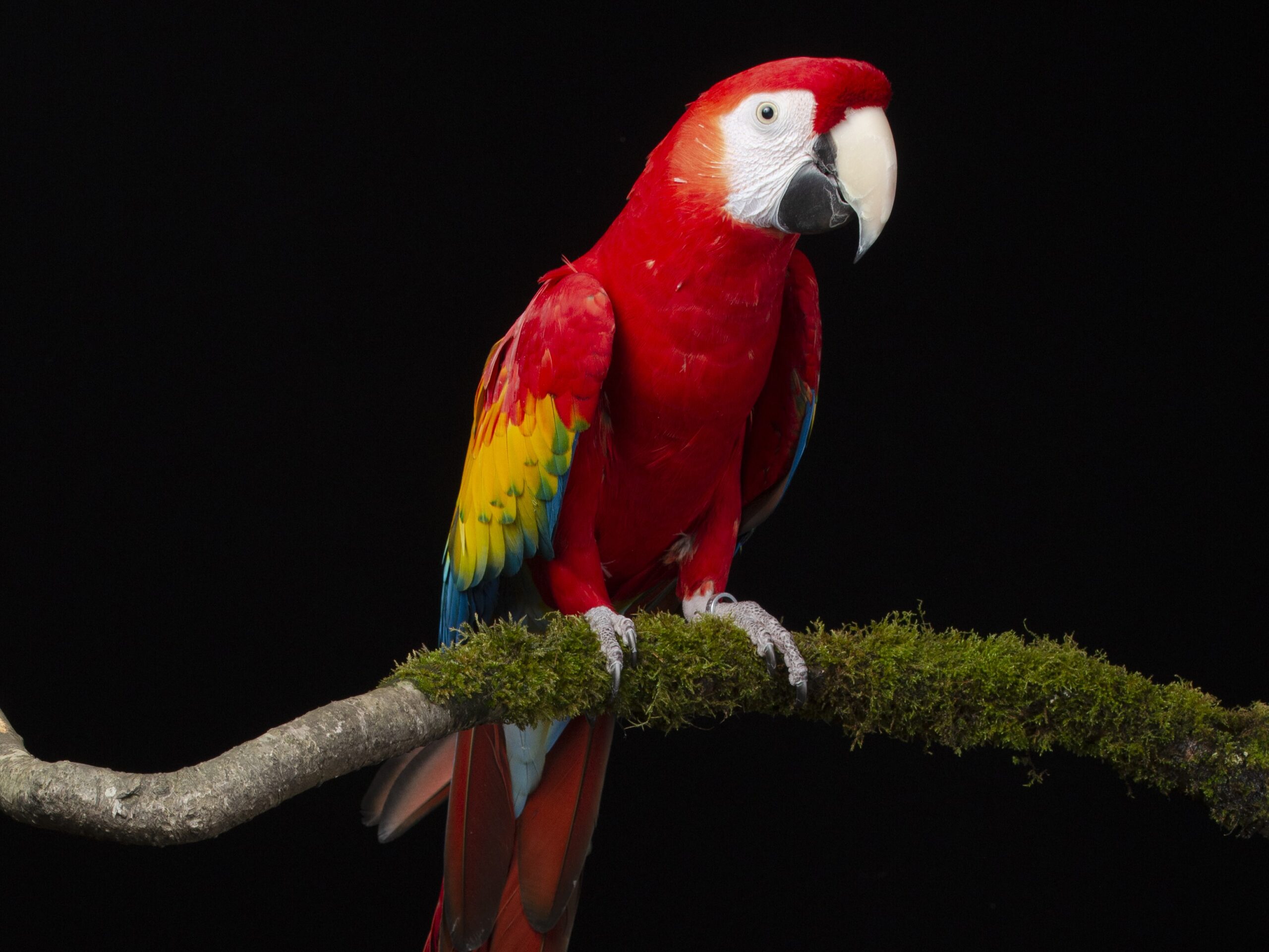 Red the Scarlet Macaw Portrait during Bird Photography Workshop