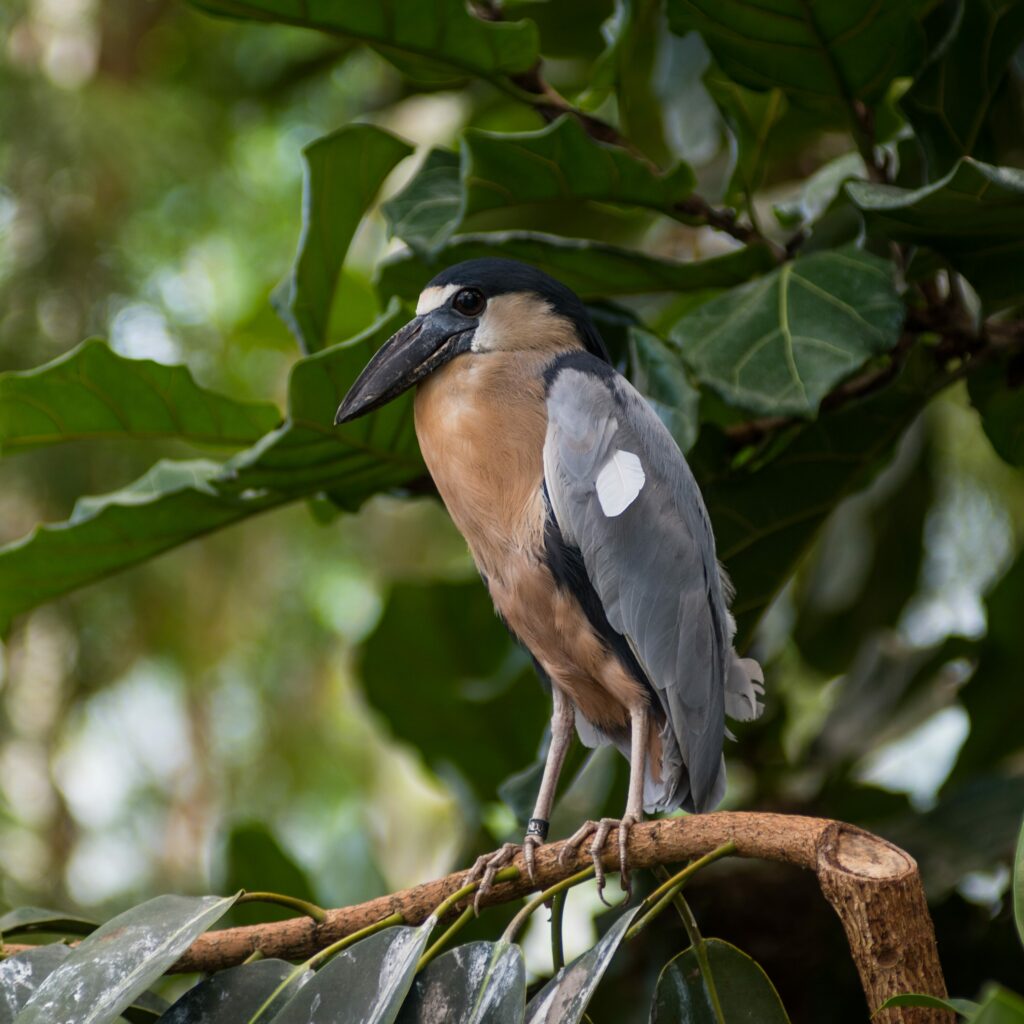 A Boat-billed Heron perched on a branch