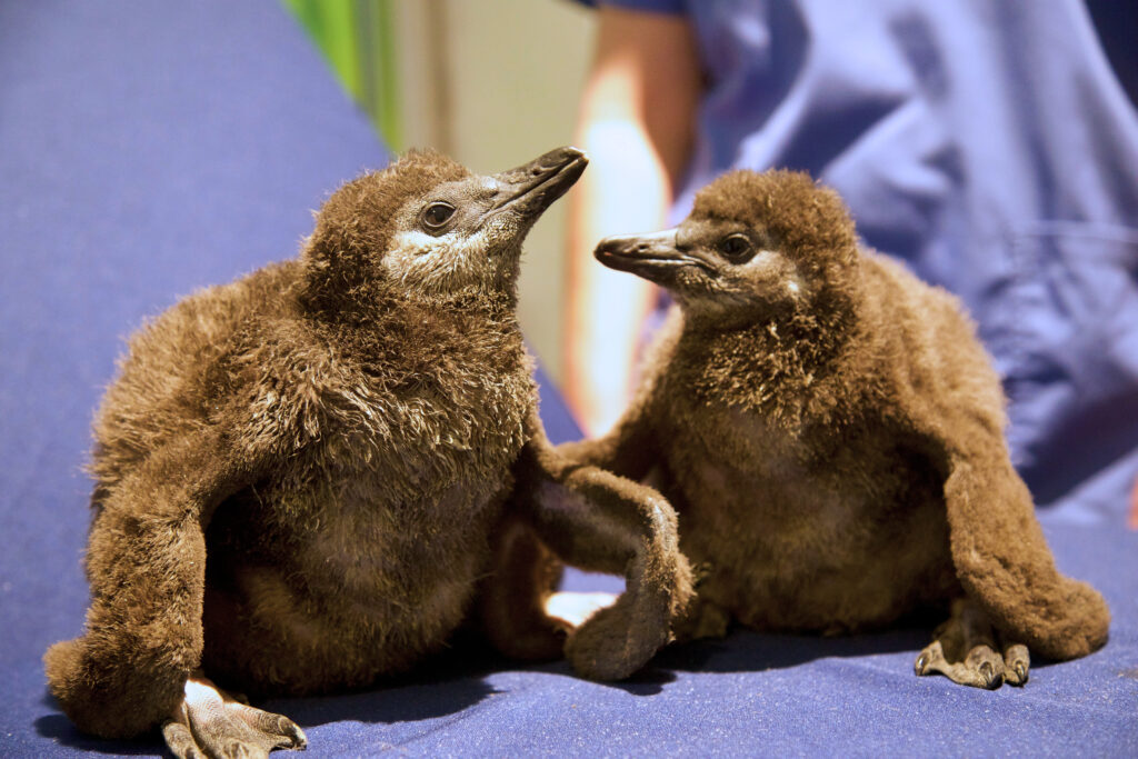 African Penguin Chicks during their fourth weigh-in at about a month of age. 