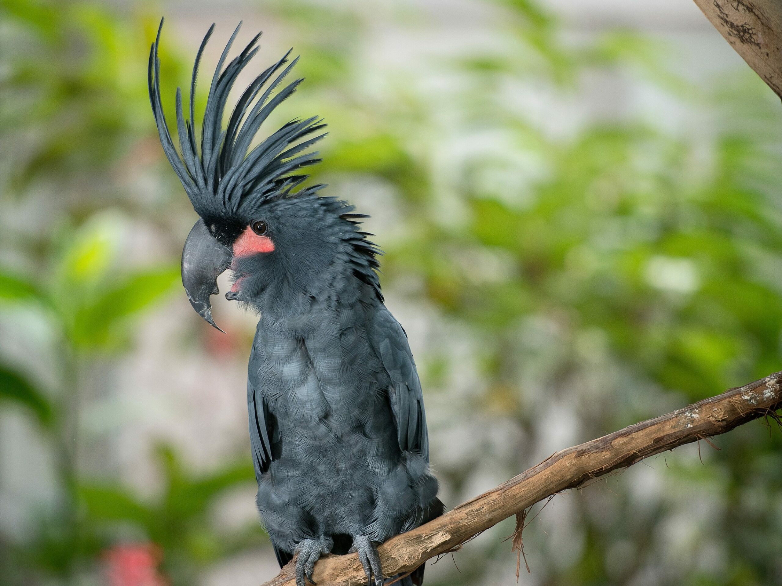 Palm Cockatoo perched on a branch