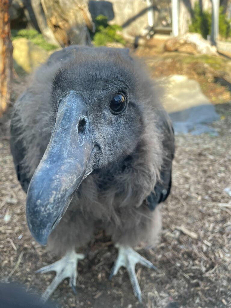 Marijo, the Andean Condor, at the National Aviary looking directly into the camera.