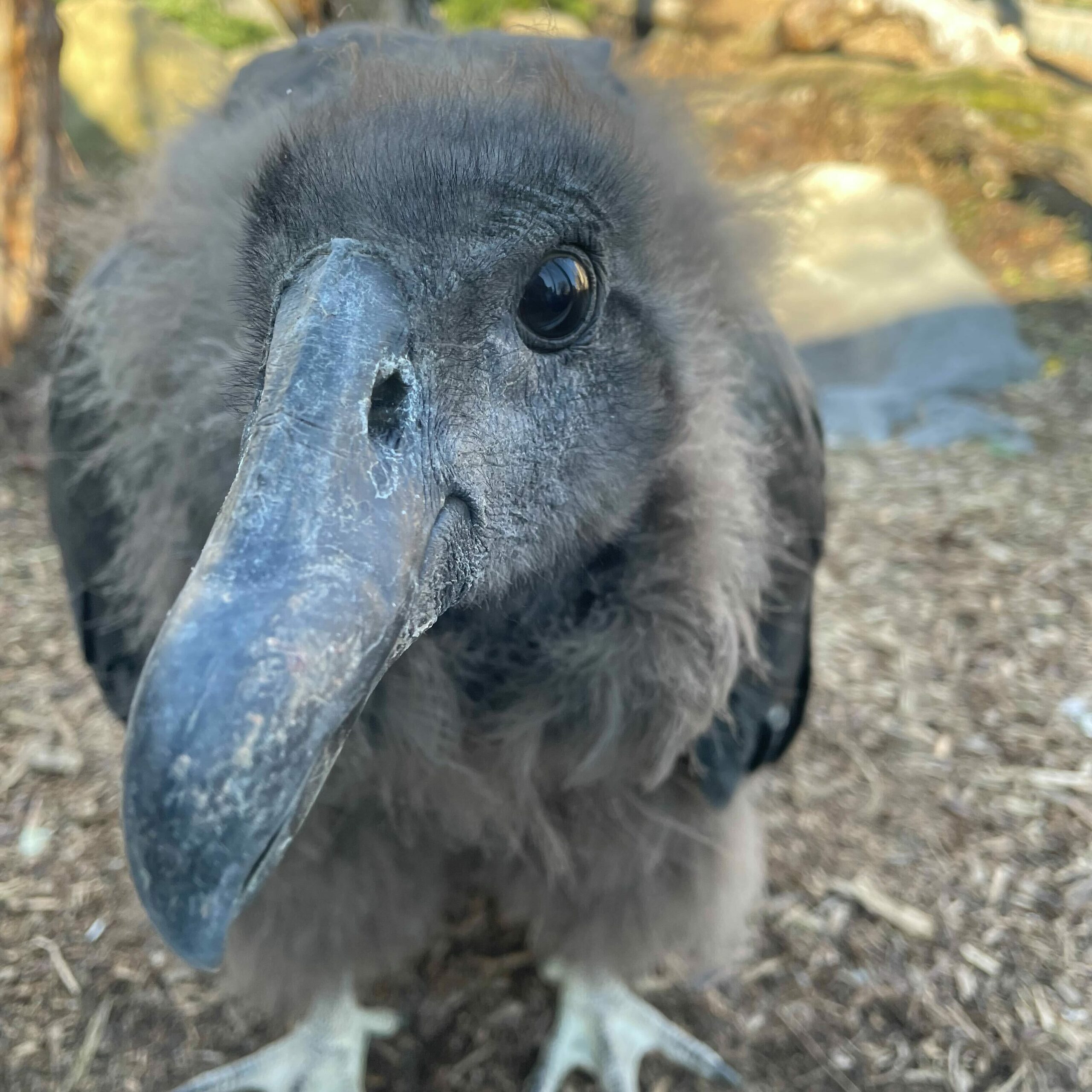 Marijo, the Andean Condor, at the National Aviary looking directly into the camera.