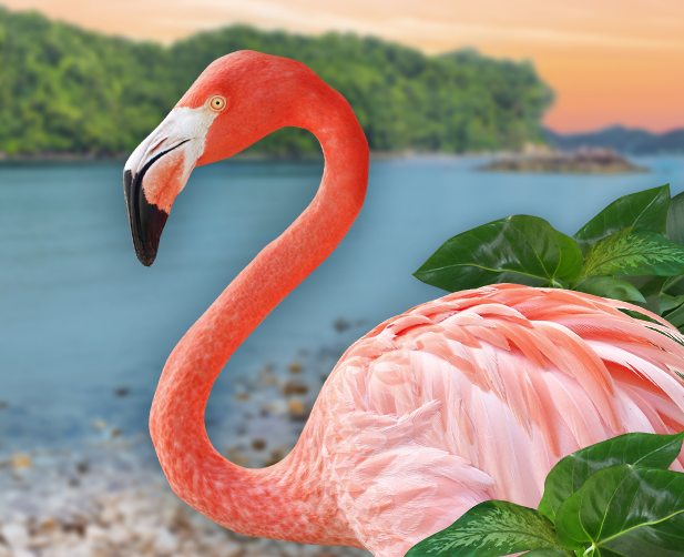 Flamingo Fest