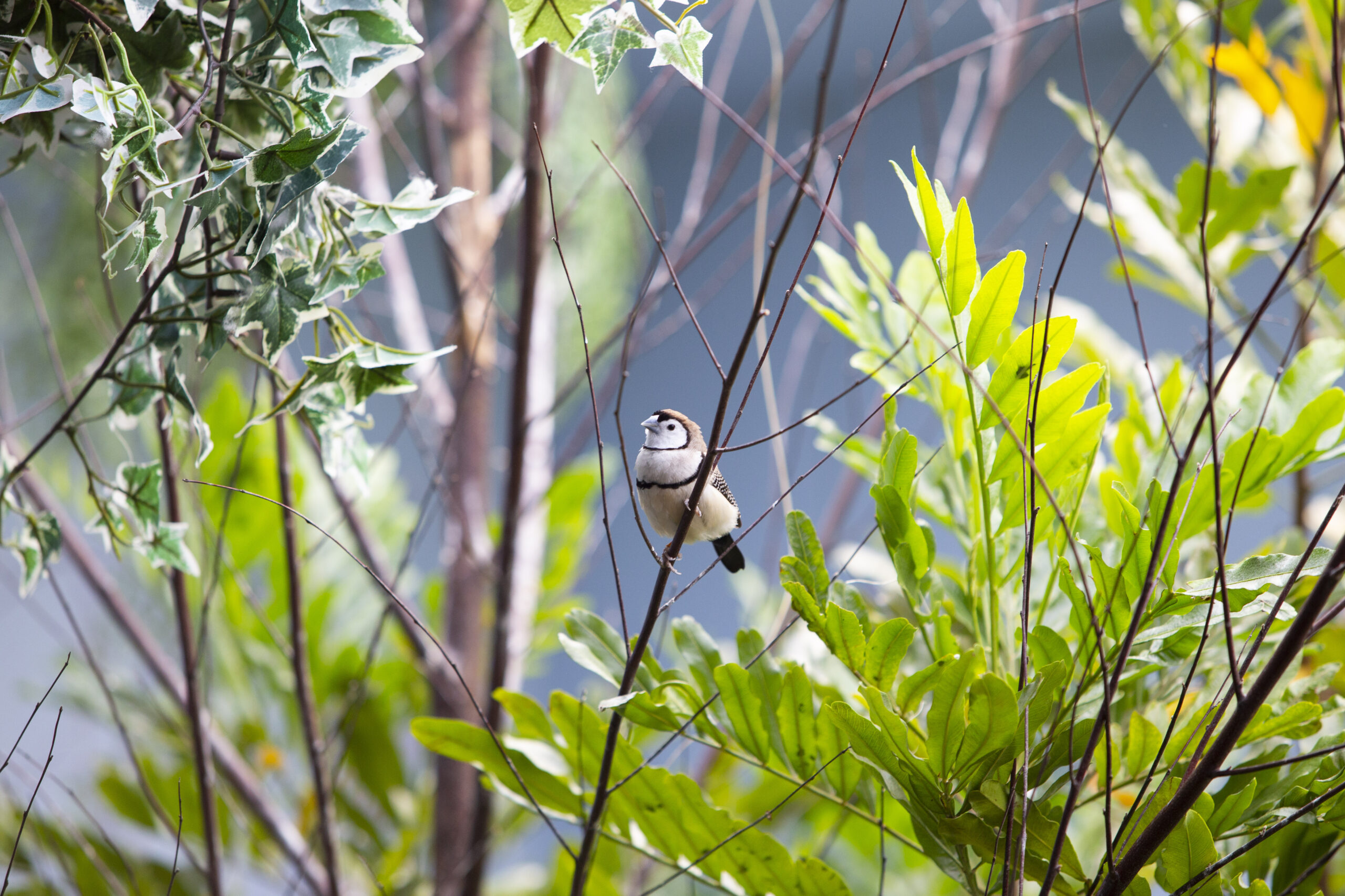 Owl Finch in Foliage in the Grasslands habitat at the National Aviary.