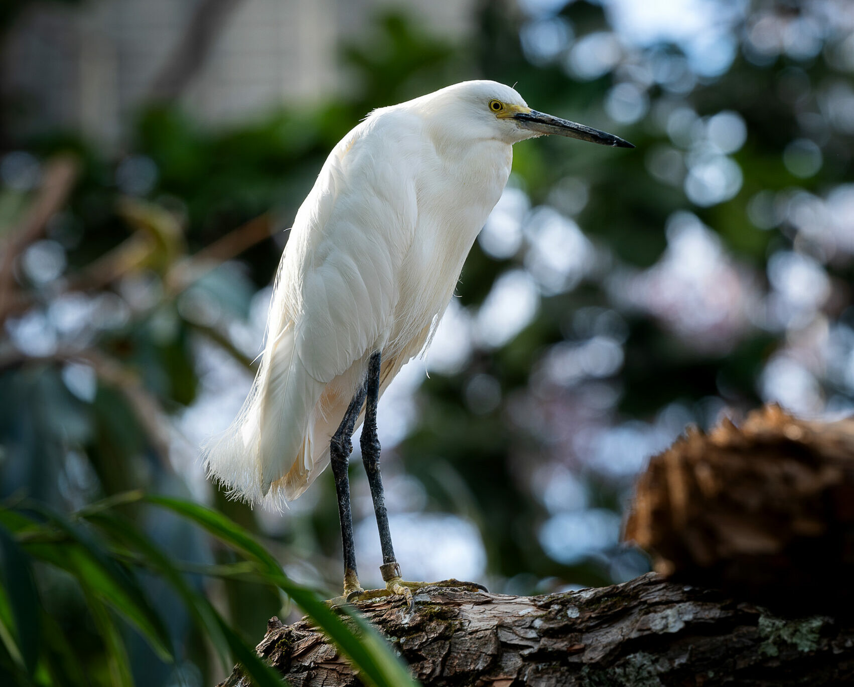 Snowy Egret at the National Aviary.