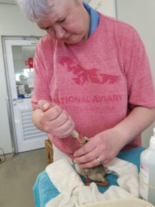 National Aviary Expert Teri G, hand feeding a Lesser Flamingo chick in South Africa