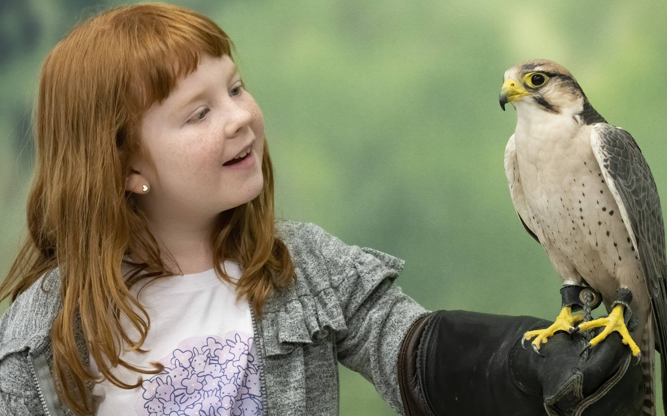 A young girl looks at a Lanner Falcon she's holding on her gloved arm