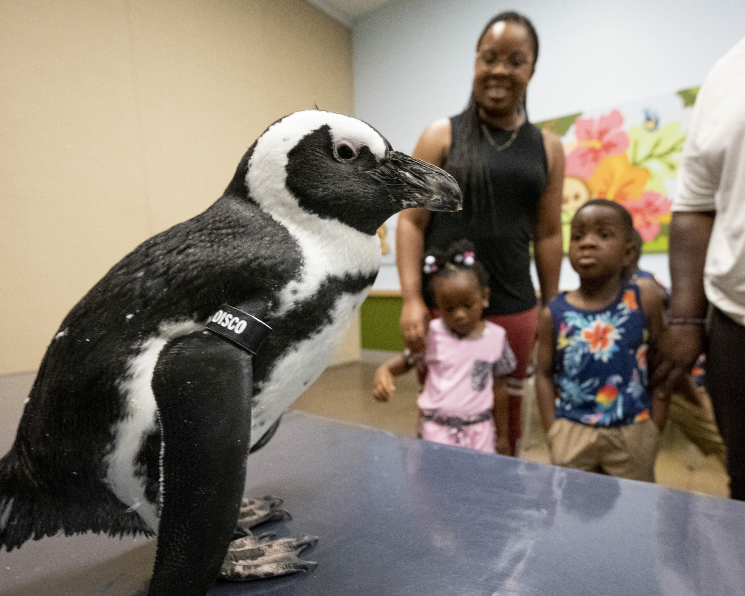 Penguin Encounters