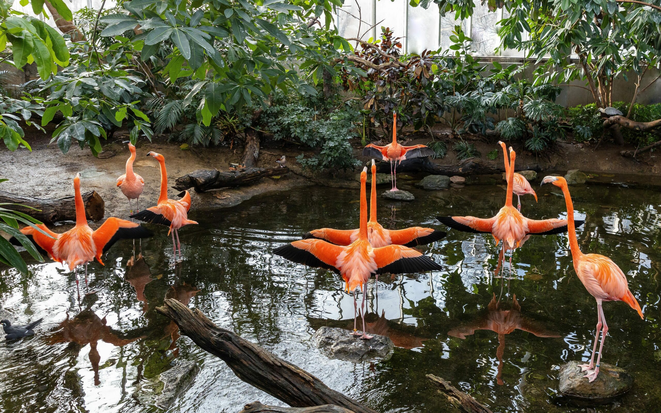 Flock of flamingos with wings outstretched in the Wetlands